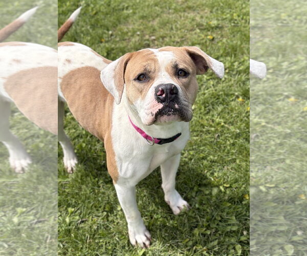 Medium Photo #2 Bulldog-Unknown Mix Puppy For Sale in Jefferson, WI, USA