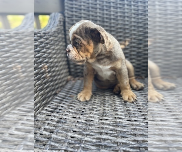 Medium Photo #10 Bulldog Puppy For Sale in WATERVILLE, OH, USA