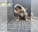 Small Photo #10 Bulldog Puppy For Sale in WATERVILLE, OH, USA