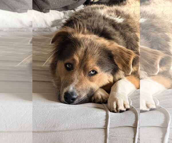 Medium Photo #5 Collie-Unknown Mix Puppy For Sale in Sandy, UT, USA