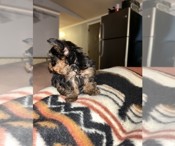Medium Photo #6 Yorkshire Terrier Puppy For Sale in RUSSELLVILLE, AR, USA