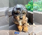 Small #7 Poodle (Miniature)