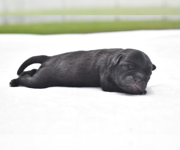 Medium Photo #5 Pug Puppy For Sale in PALM COAST, FL, USA