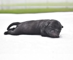 Small #4 Pug