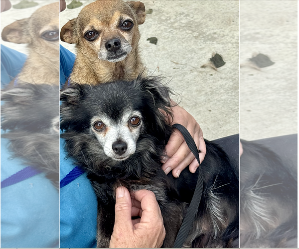 Medium Photo #2 Chihuahua-Unknown Mix Puppy For Sale in Newport Beach, CA, USA