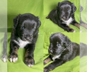 Miniature Australian Shepherd Puppy for sale in BROOKER, FL, USA