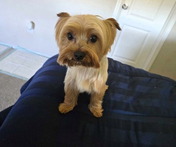 Medium Photo #1 Yorkshire Terrier Puppy For Sale in RICHMOND, TX, USA