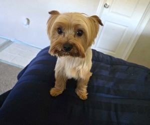 Yorkshire Terrier Puppy for sale in RICHMOND, TX, USA