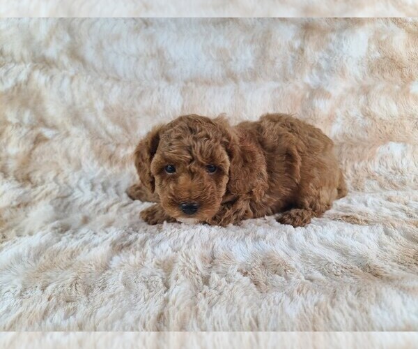 Medium Photo #5 Poodle (Miniature) Puppy For Sale in HOMELAND, CA, USA