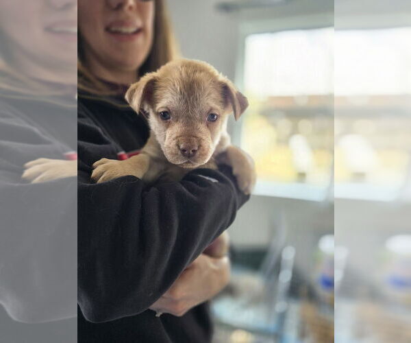 Medium Photo #4 Australian Shepherd-Catahoula Leopard Dog Mix Puppy For Sale in Aurora, IN, USA