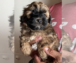 Zuchon Puppy for sale in CHICO, CA, USA