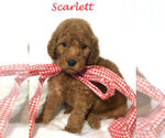 Small Photo #36 Goldendoodle Puppy For Sale in DEMOPOLIS, AL, USA