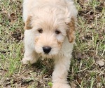 Small #4 Goldendoodle