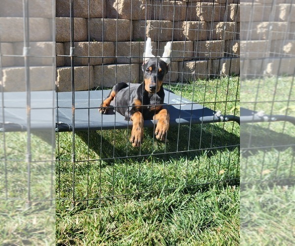 Medium Photo #11 Doberman Pinscher Puppy For Sale in PALMDALE, CA, USA