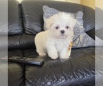 Small #1 Maltese