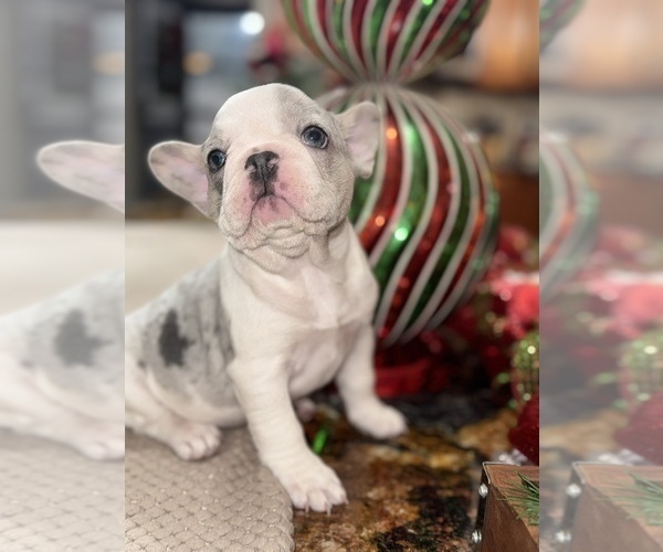 Medium Photo #3 French Bulldog Puppy For Sale in HILTON, NY, USA