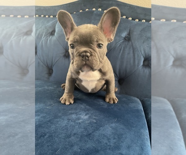 Medium Photo #30 French Bulldog Puppy For Sale in PACIFIC PALISADES, CA, USA
