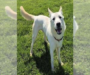 German Shepherd Dog Dogs for adoption in Decatur, IL, USA