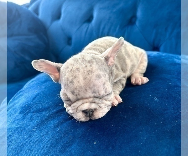 Medium Photo #19 French Bulldog Puppy For Sale in LOUISVILLE, KY, USA