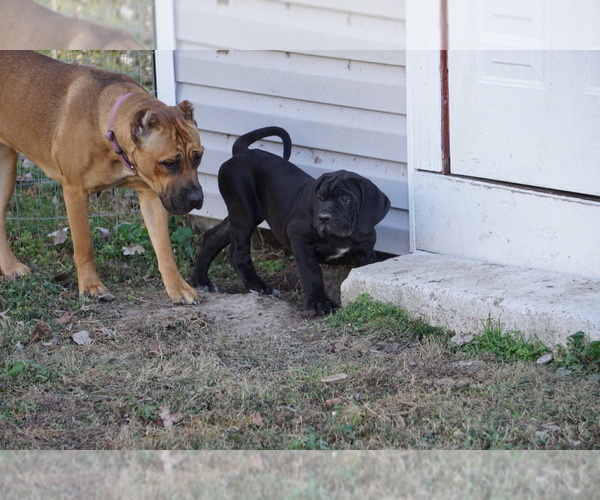 Medium Photo #3 Cane Corso Puppy For Sale in COLONIAL HEIGHTS, VA, USA