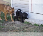 Small Photo #21 Cane Corso Puppy For Sale in COLONIAL HEIGHTS, VA, USA
