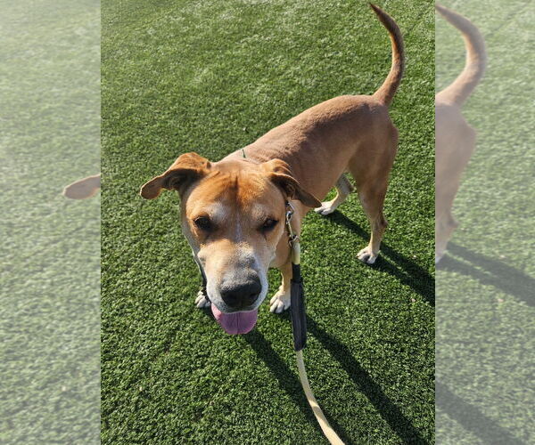 Medium Photo #5 Great Dane-Unknown Mix Puppy For Sale in phoenix, AZ, USA