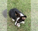 Small Photo #3 Pembroke Welsh Corgi Puppy For Sale in COMANCHE, TX, USA
