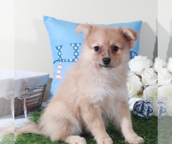 Medium Photo #4 Pomeranian Puppy For Sale in MOUNT VERNON, OH, USA