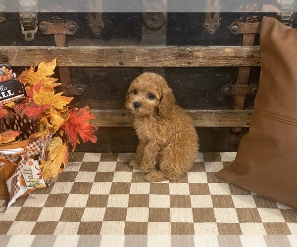 Medium Photo #4 Cavapoo (Miniature) Puppy For Sale in FULTON, KS, USA