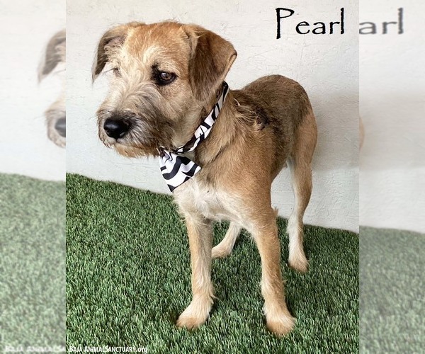 Medium Photo #1 Jack Russell Terrier-Miniature Schnauzer Mix Puppy For Sale in San Diego, CA, USA