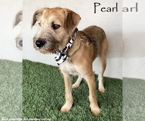 Medium Jack Russell Terrier-Miniature Schnauzer Mix