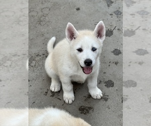 Siberian Husky Puppy for sale in COMPTON, CA, USA