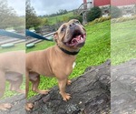 Small Photo #34 American Bulldog-Unknown Mix Puppy For Sale in Derwood, MD, USA