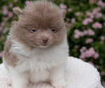 Small #2 Pomeranian