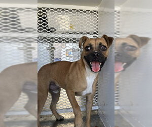 Pug-Unknown Mix Dogs for adoption in Bakersfield, CA, USA