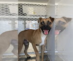*TIGER - Male Pug-Unknown Mix Dog for Adoption - Small photo