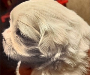 Shih Tzu Litter for sale in FANNING SPGS, FL, USA