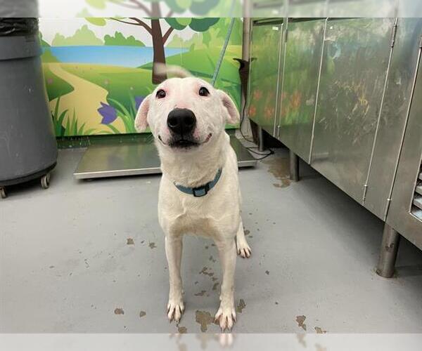 Medium Photo #1 Bull Terrier-Unknown Mix Puppy For Sale in Waco, TX, USA