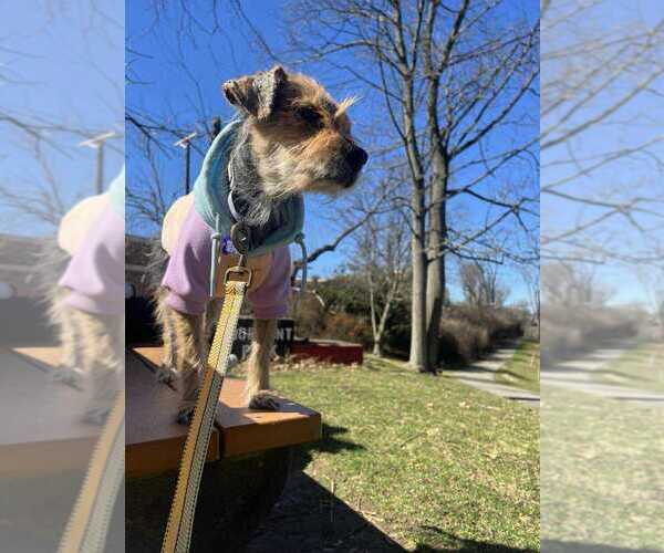 Medium Photo #4 Mutt Puppy For Sale in Springdale, PA, USA