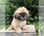 Small #2 Shih Tzu