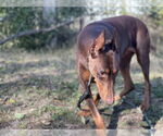 Small #3 Doberman Pinscher