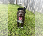 Small Labrador Retriever Mix