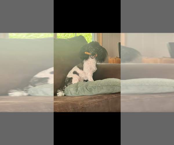 Medium Photo #1 Malchi-Poodle (Miniature) Mix Puppy For Sale in VENETA, OR, USA
