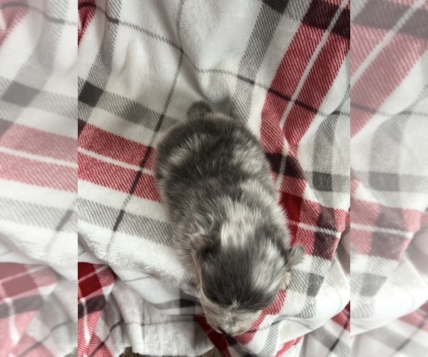 Medium Photo #2 Pomsky Puppy For Sale in NILES, MI, USA