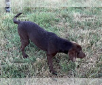 Small Photo #2 Labrador Retriever Puppy For Sale in SANGER, TX, USA