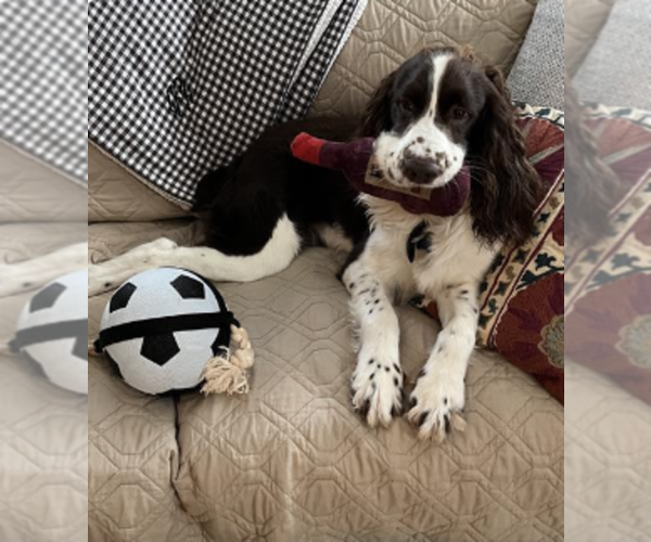 Medium Photo #1 English Springer Spaniel Puppy For Sale in LOOKOUT MOUNTAIN, TN, USA