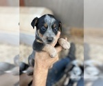 Puppy River Australian Cattle Dog