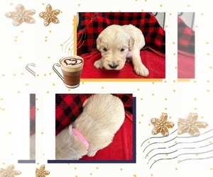 Golden Retriever Puppy for Sale in EHRHARDT, South Carolina USA
