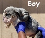 Small Photo #4 English Bulldog Puppy For Sale in JACKSON, MS, USA