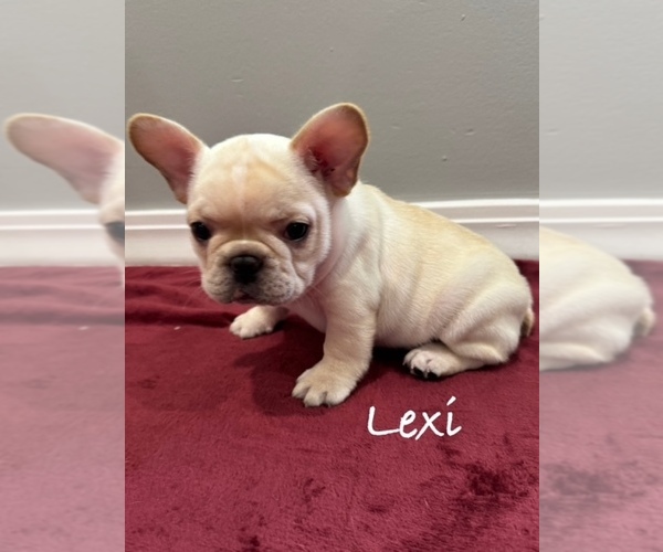 Medium Photo #3 French Bulldog Puppy For Sale in WILLIAMSVILLE, MO, USA